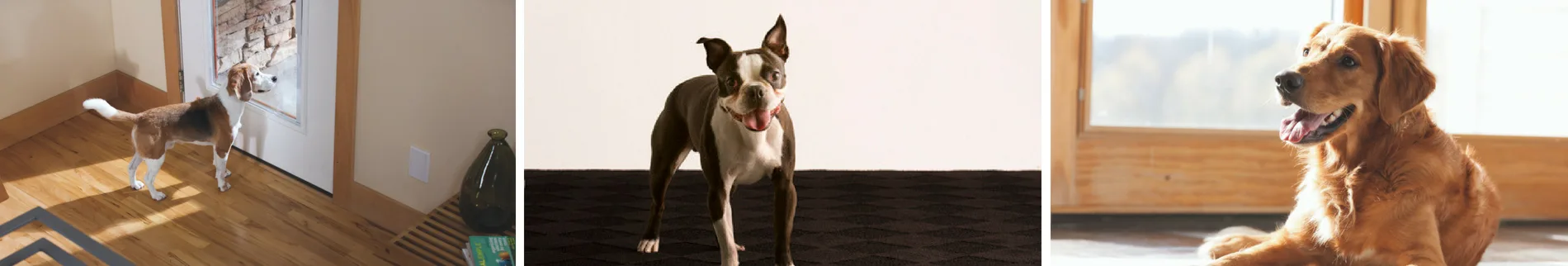 Pet friendly flooring room scenes